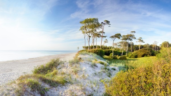 Natural landscape with sandy beach and trees under bright sky